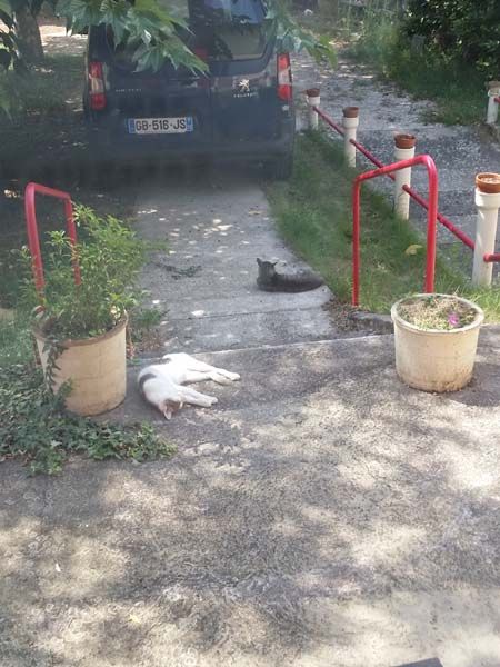 chat et chatte